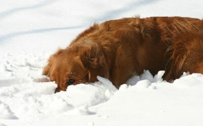 Dog Left Outside. Found Frozen